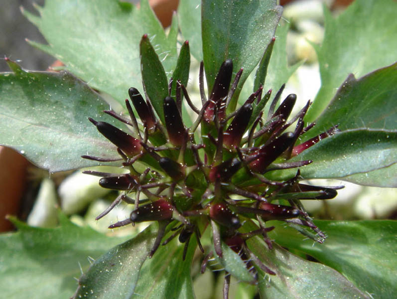 Physoplexis comosa photo